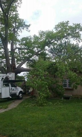 tree fallen near a truck